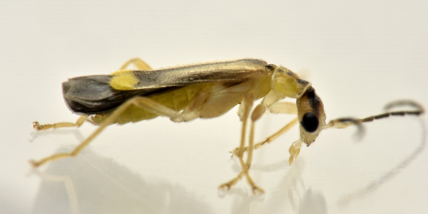 Cantharidae: Malthinus seriepunctatus